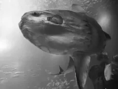 Sunfish City cover